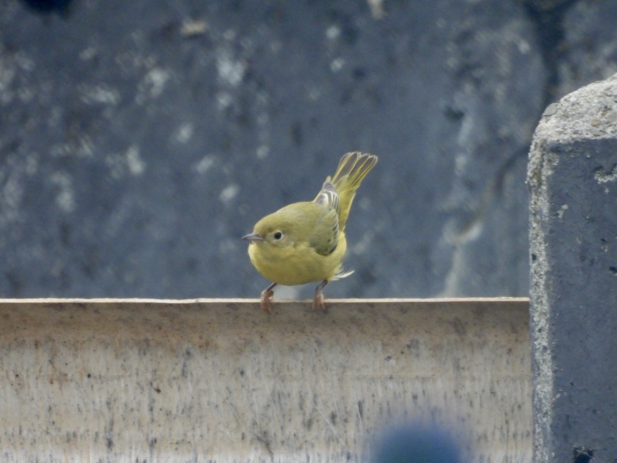 Northern Yellow Warbler - ML646928631