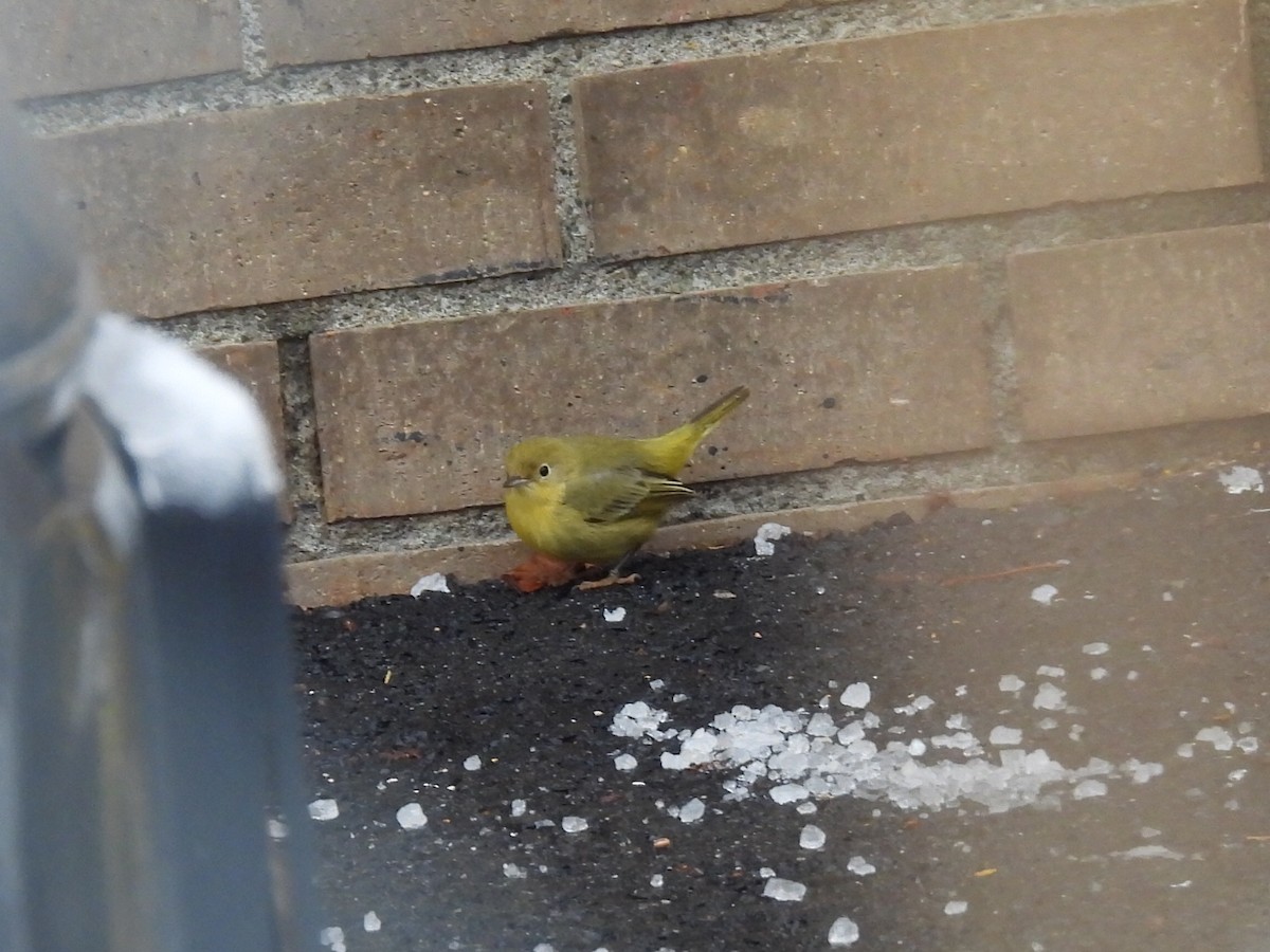 Northern Yellow Warbler - ML646928632