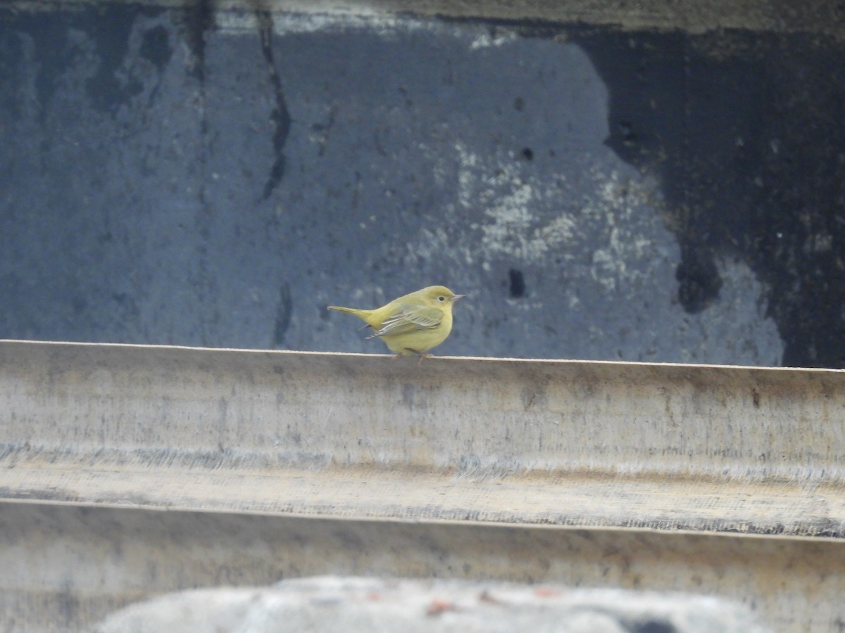Northern Yellow Warbler - ML646928634