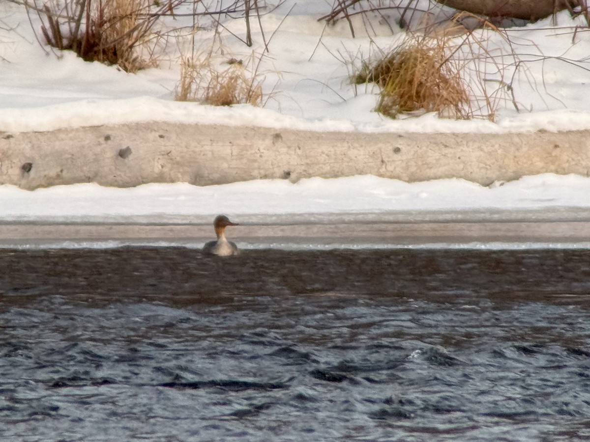 Zerra ertaina - ML646928638