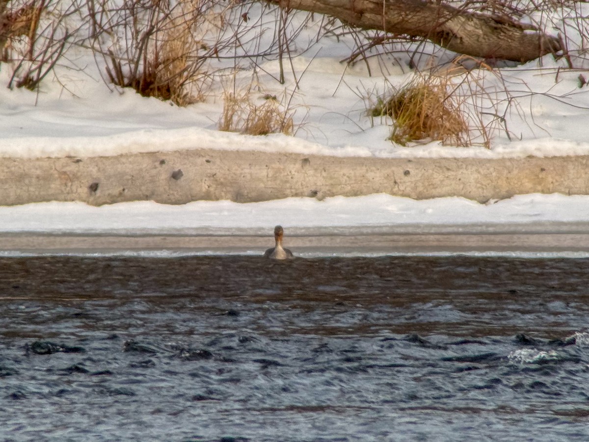 Zerra ertaina - ML646928639