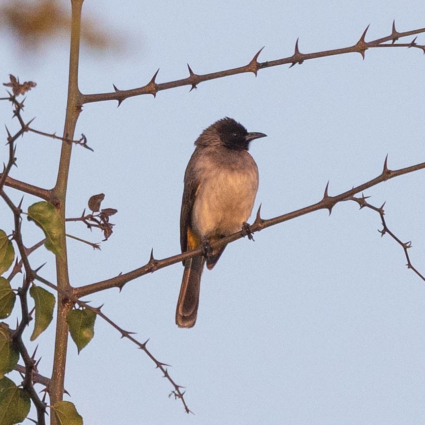 Common Bulbul - ML646928640