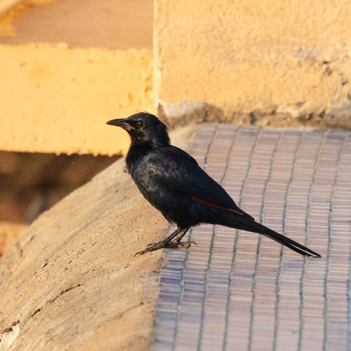 Red-winged Starling - ML646928647