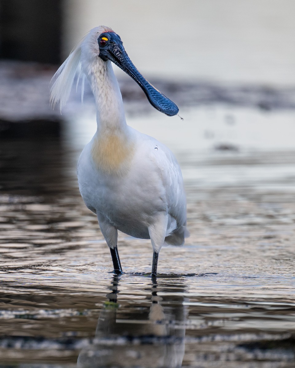 Косар королівський - ML646928653