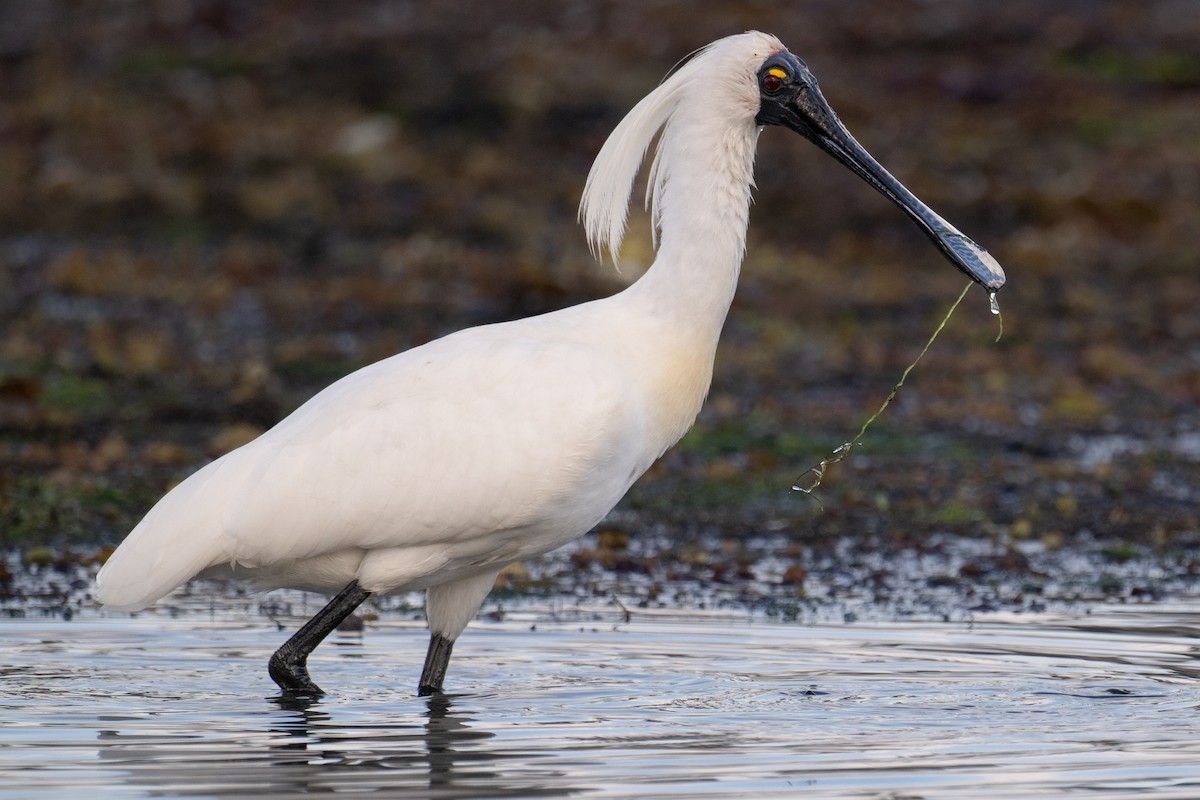 Косар королівський - ML646928654