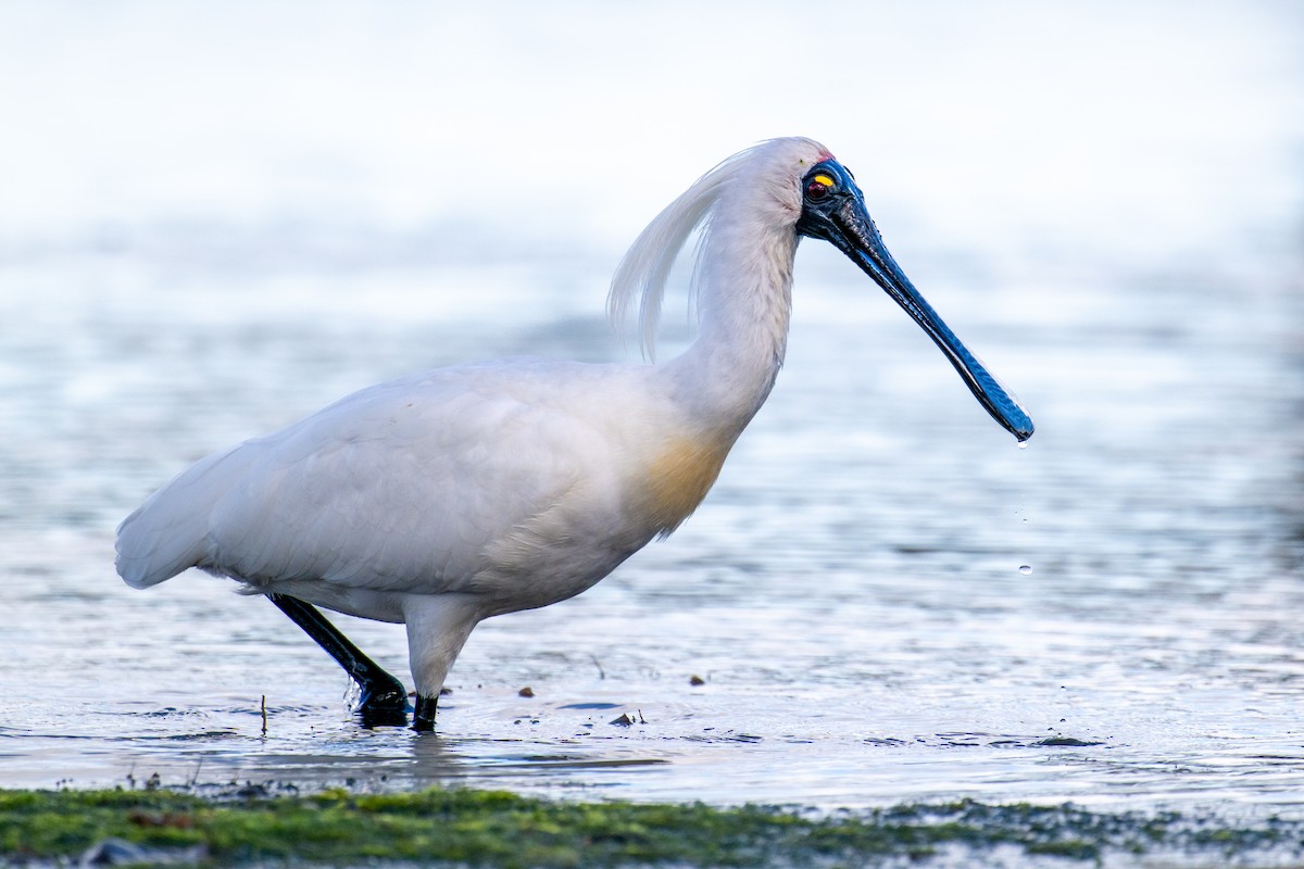 Косар королівський - ML646928655