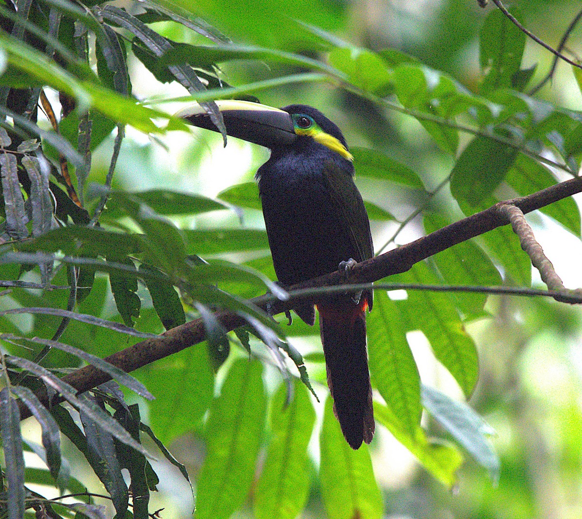 brilletukan - ML646928659