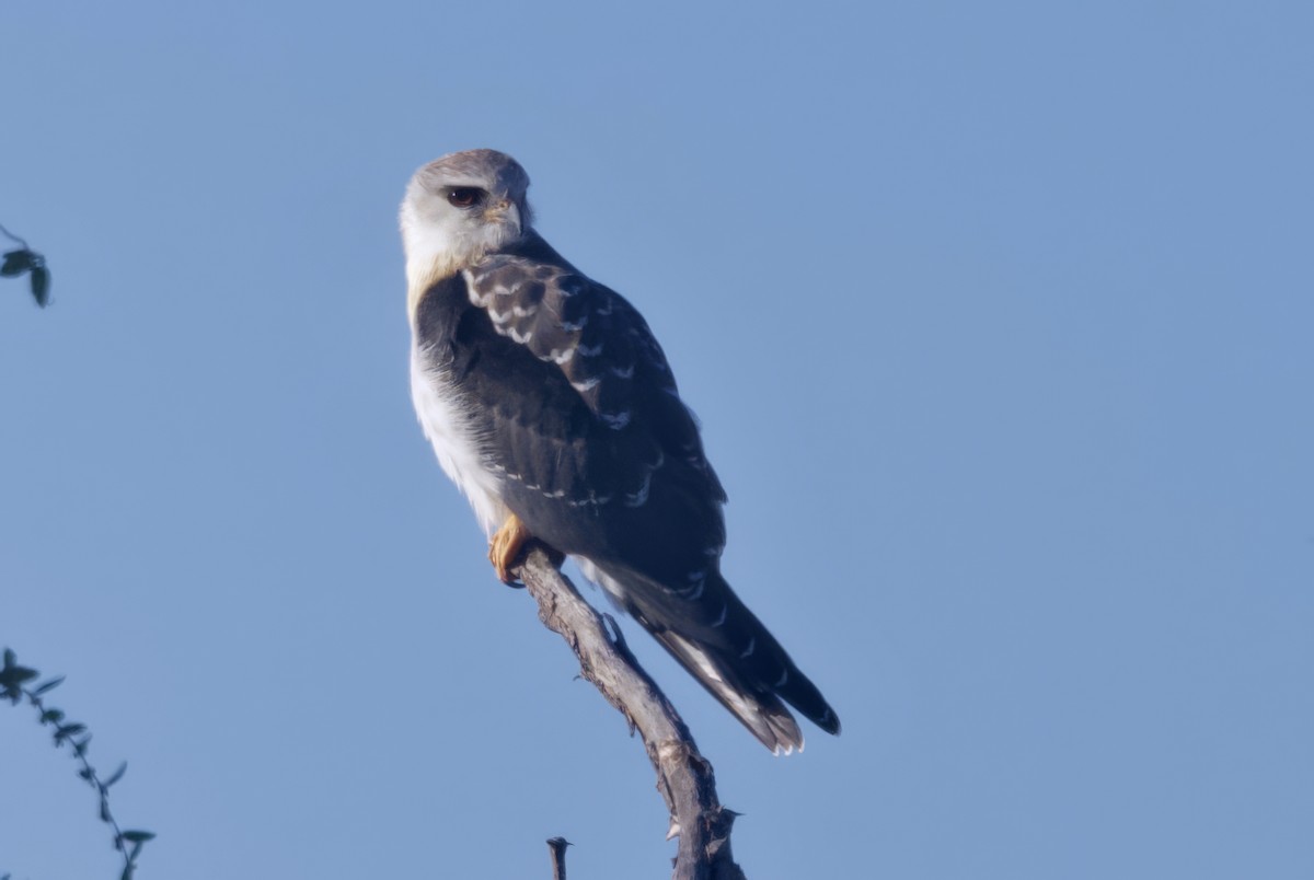 svartvingeglente - ML646928660