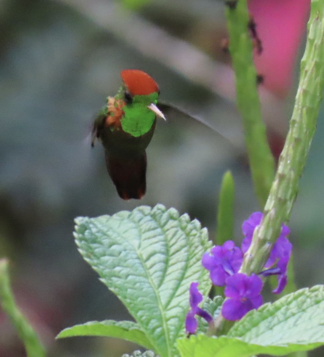 ornatkokette - ML646928662