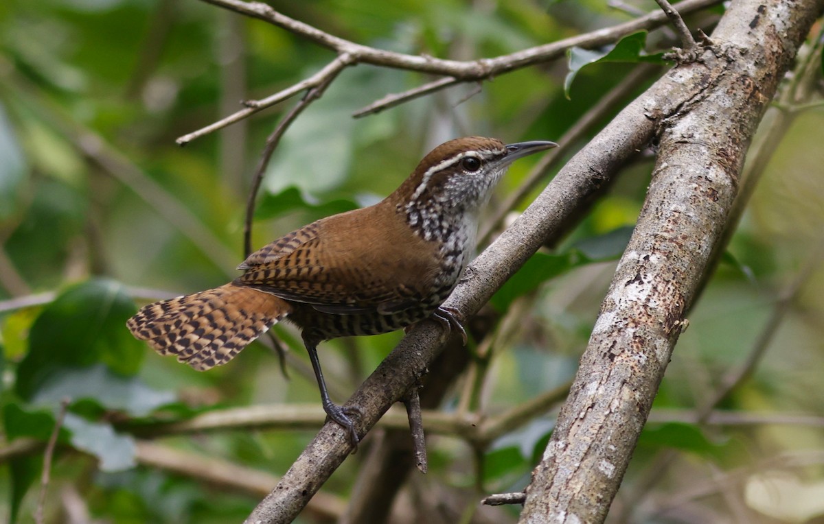 Поплітник коста-риканський - ML646928665