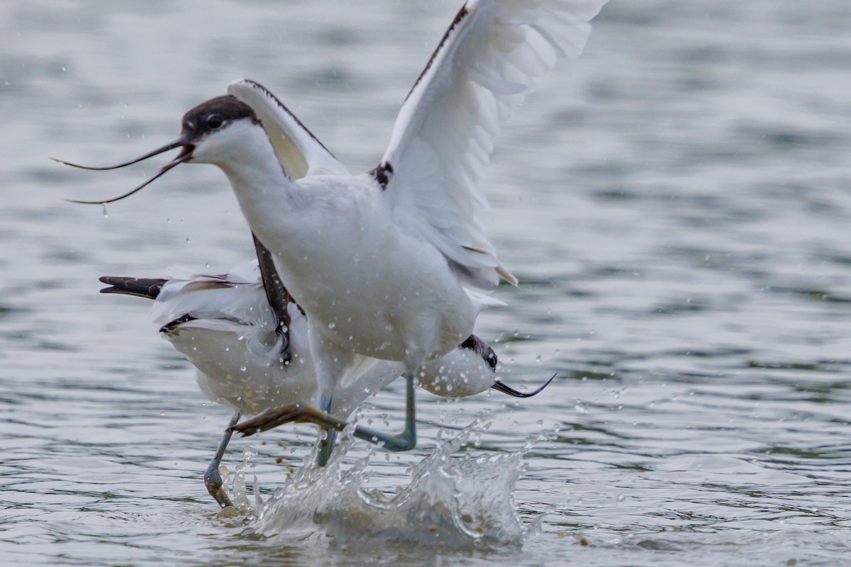 avosett - ML646928666