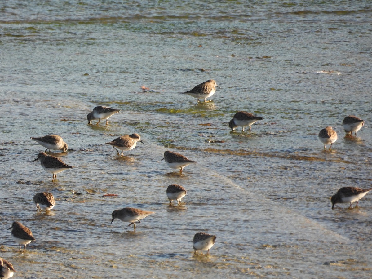 pygmésnipe - ML646928668