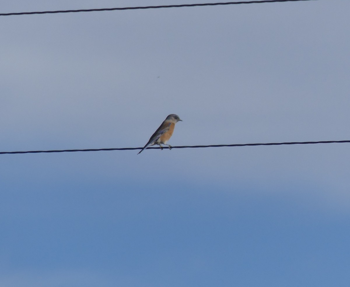 Western Bluebird - ML646928669