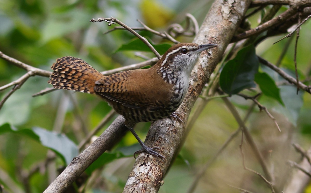 Поплітник коста-риканський - ML646928673