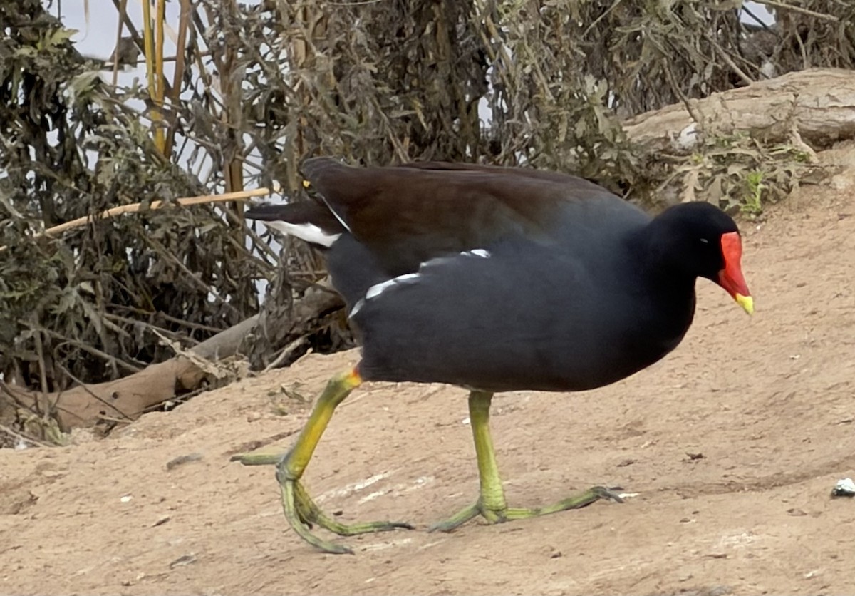 Gallinule d'Amérique - ML646928678