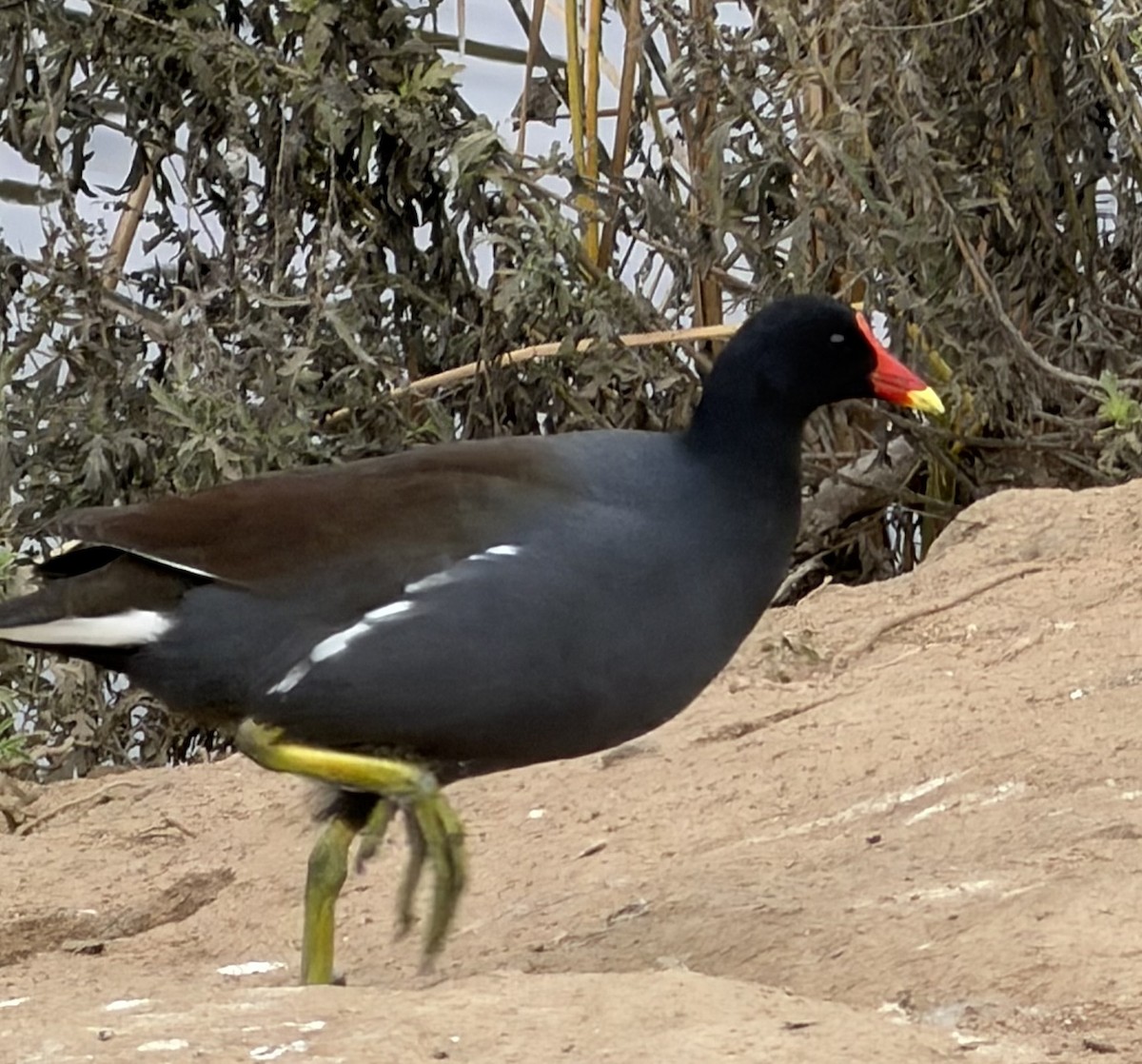 Gallinule d'Amérique - ML646928679