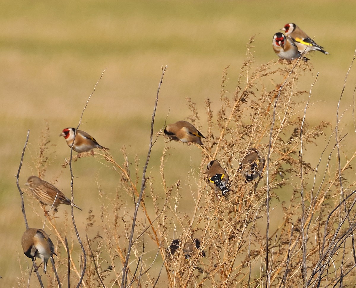 stillits - ML646928680