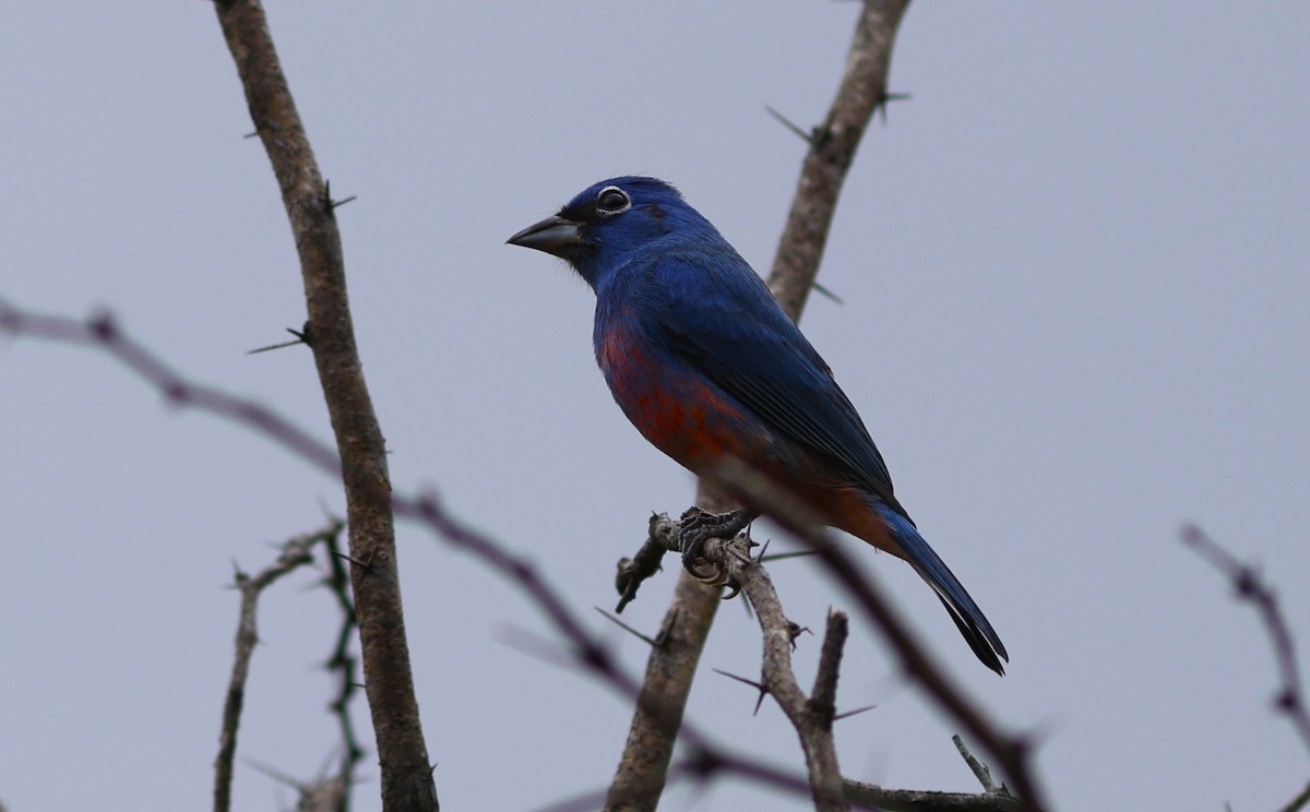 Скригнатка рожевочерева - ML646928682