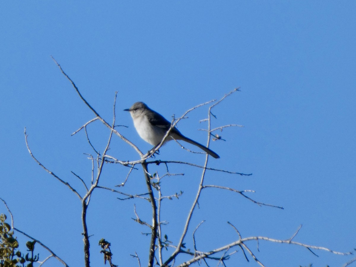 sangspottefugl - ML646928683