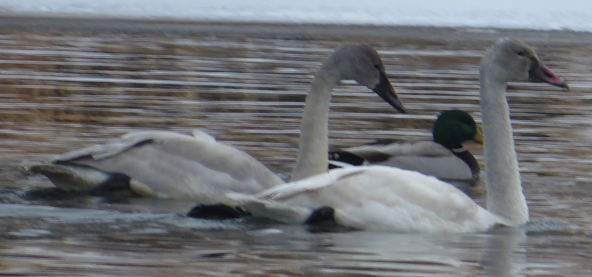 dvergsvane - ML646928684