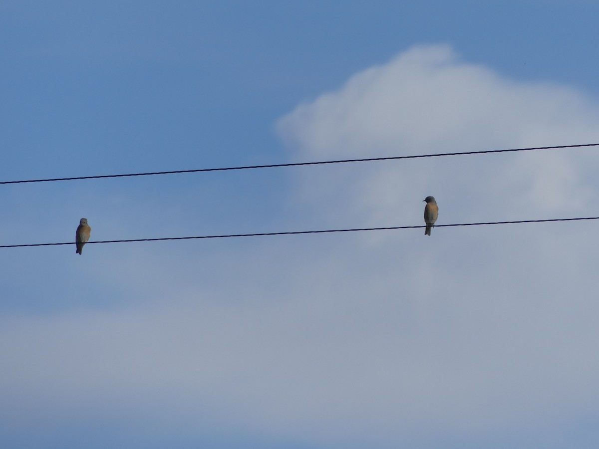 Western Bluebird - ML646928685