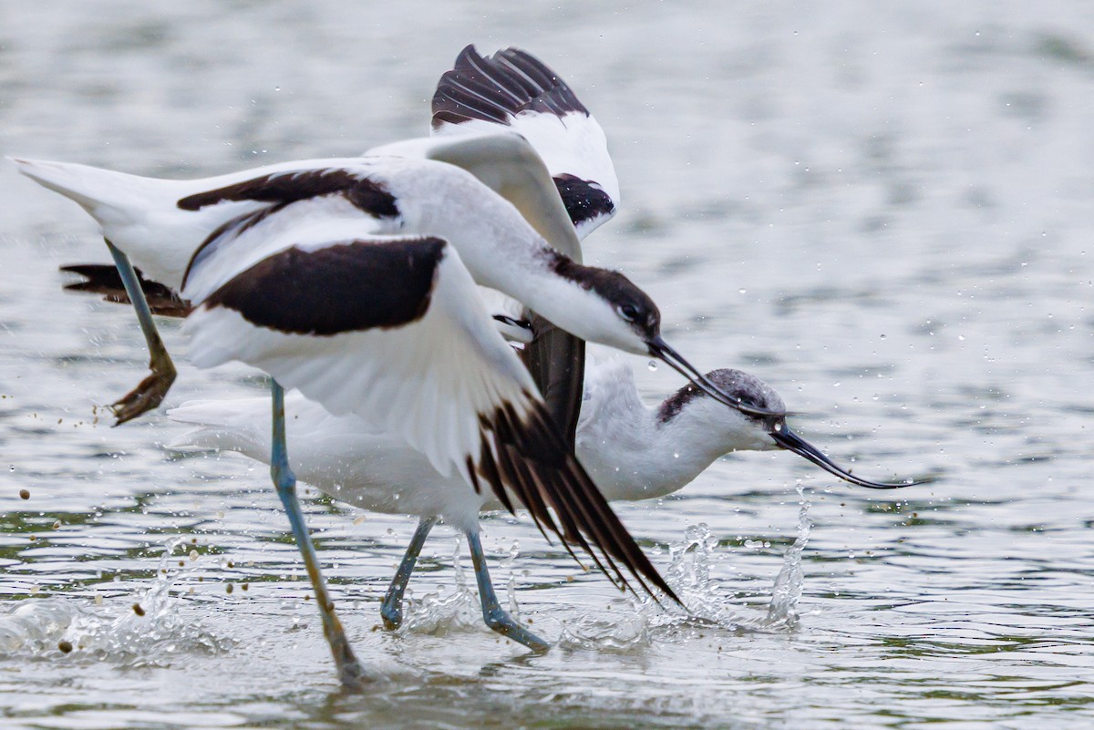 avosett - ML646928686