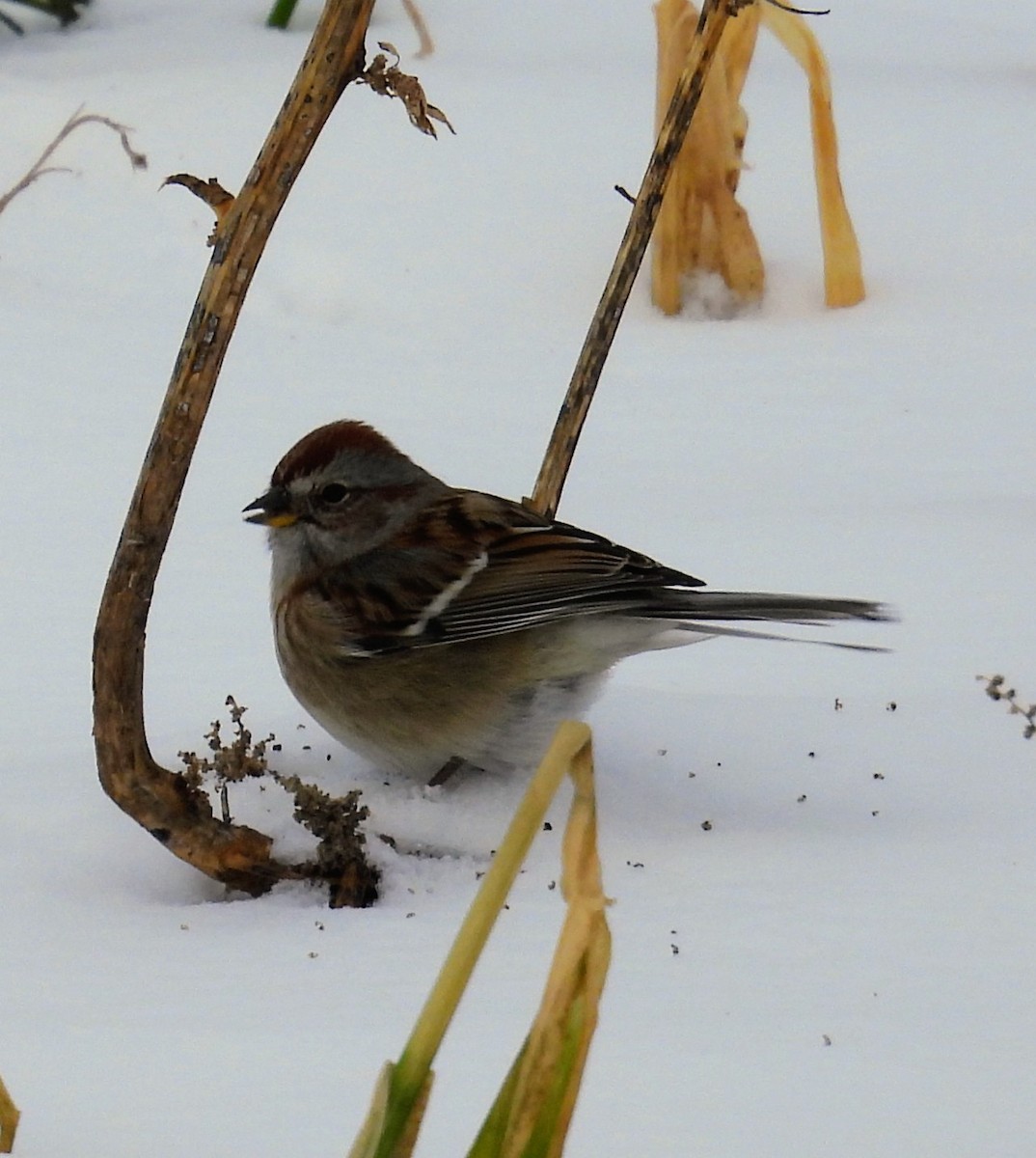 bjørkespurv - ML646928688