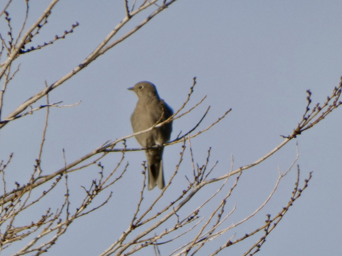 gråsolitærtrost - ML646928689