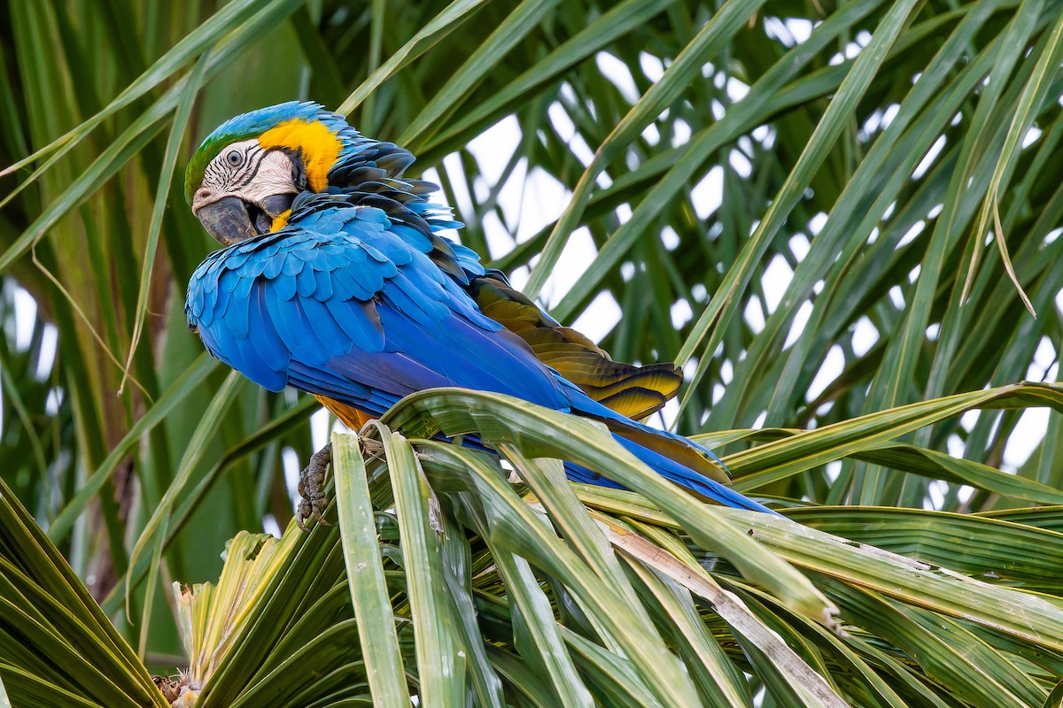 Gelbbrustara - ML646928690