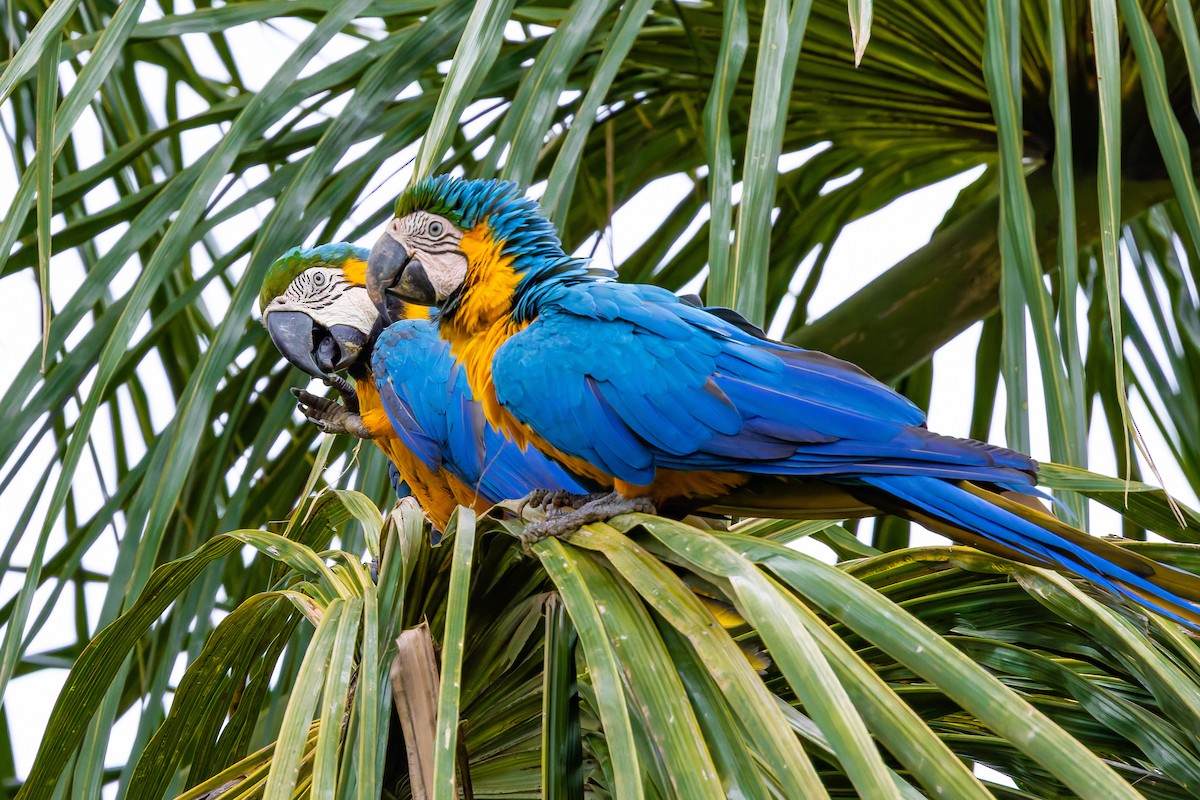 Gelbbrustara - ML646928691