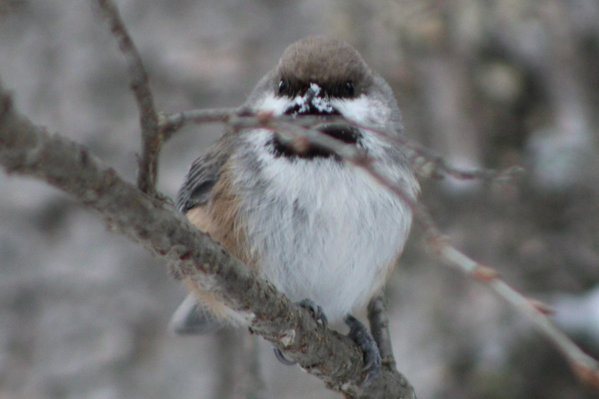 kanadameis - ML646928692