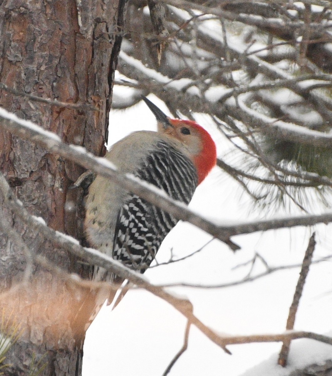 lundspett - ML646928695