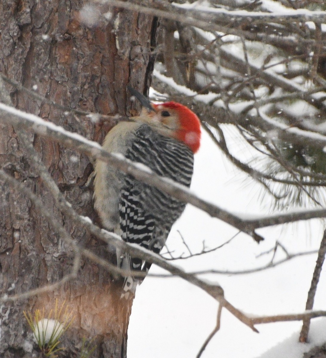 lundspett - ML646928697