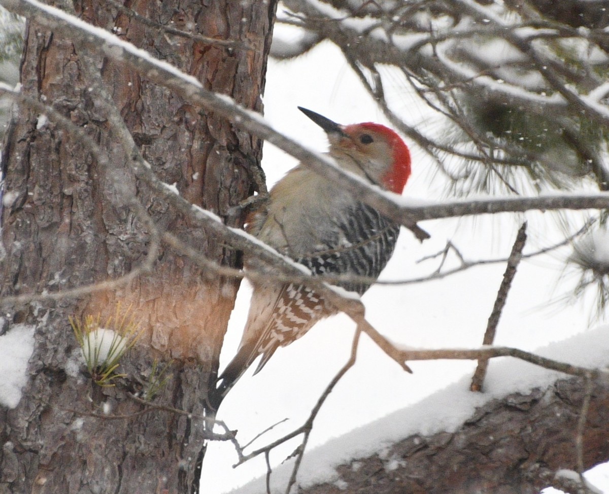 lundspett - ML646928698