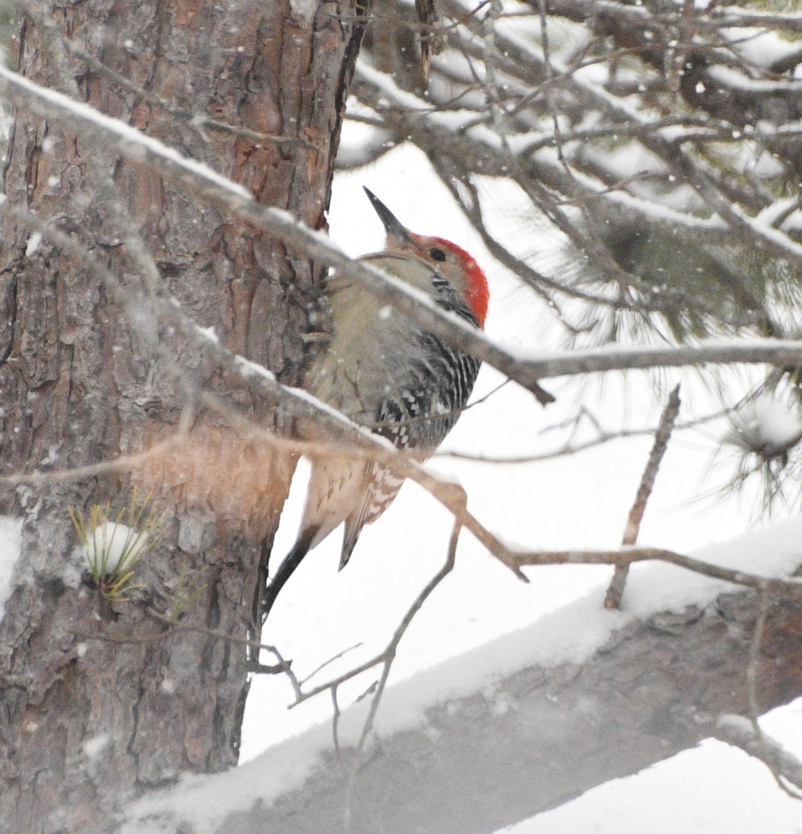 lundspett - ML646928699