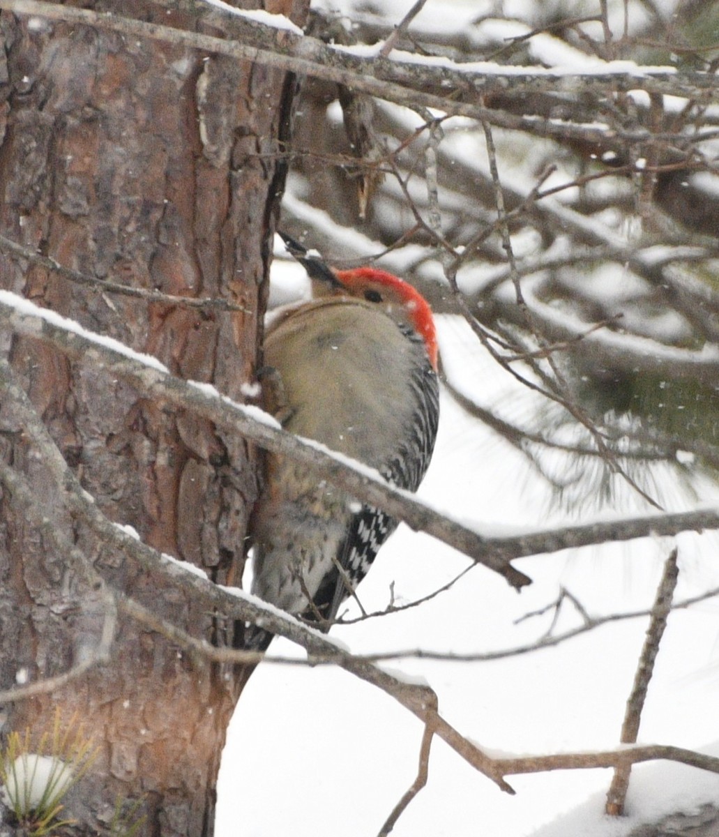 lundspett - ML646928700