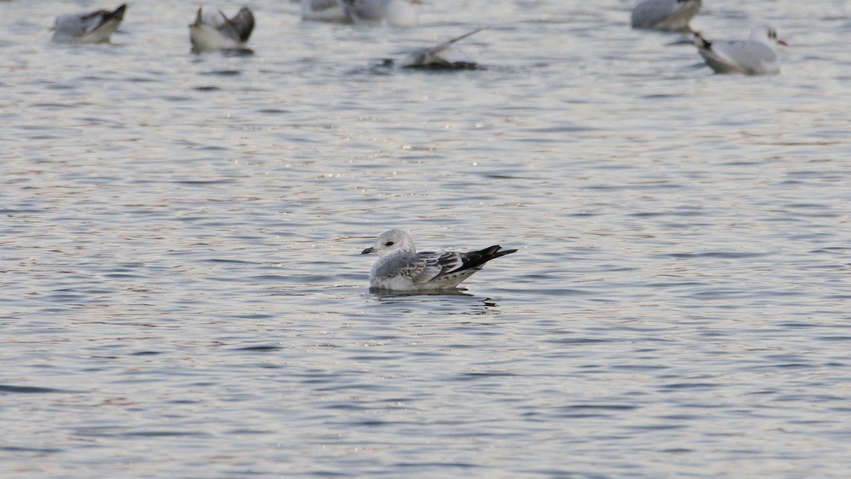 fiskemåke - ML646928701