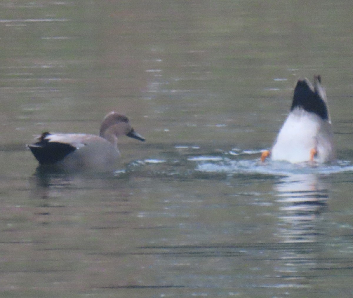 赤膀鴨 - ML646928703