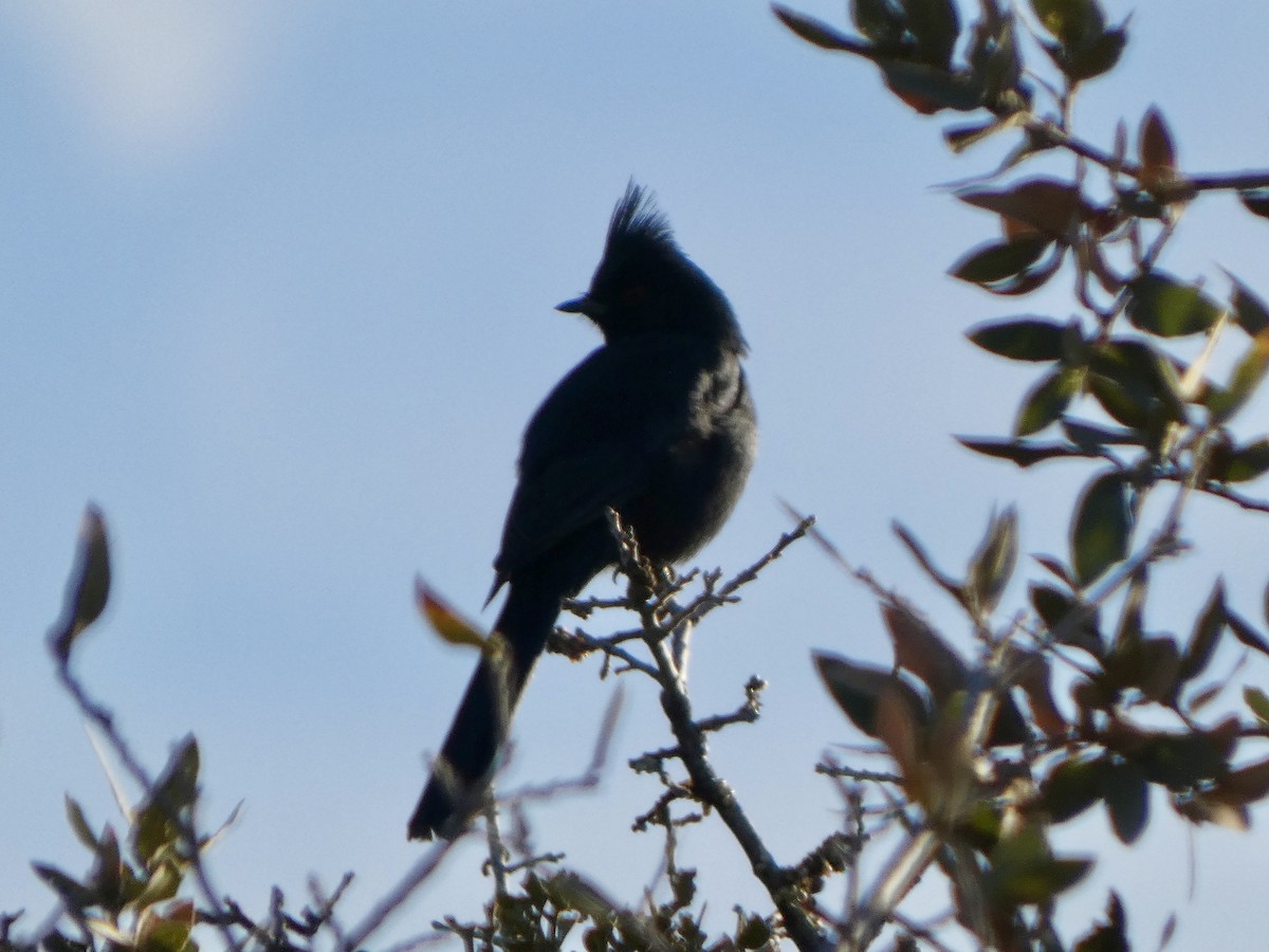 Phainopepla - ML646928707