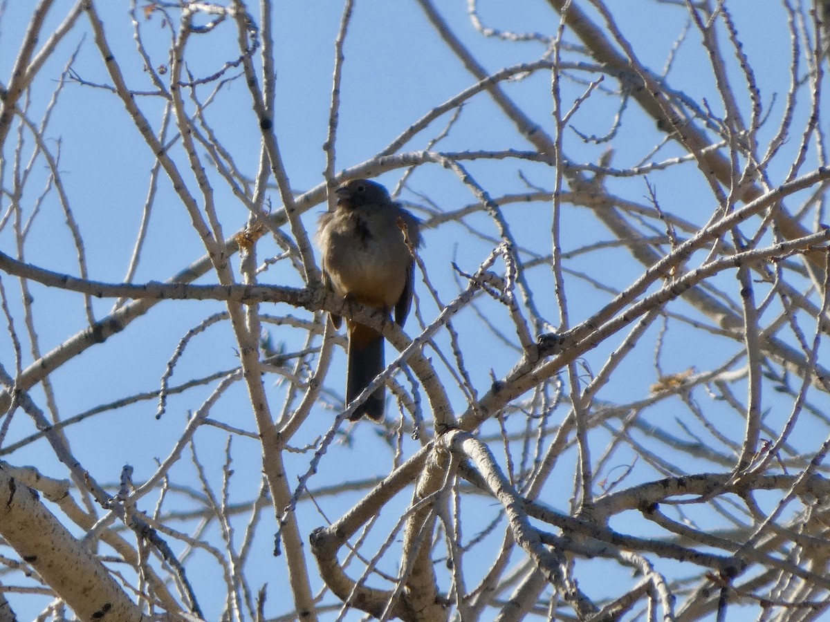 Canyon Towhee - ML646928713