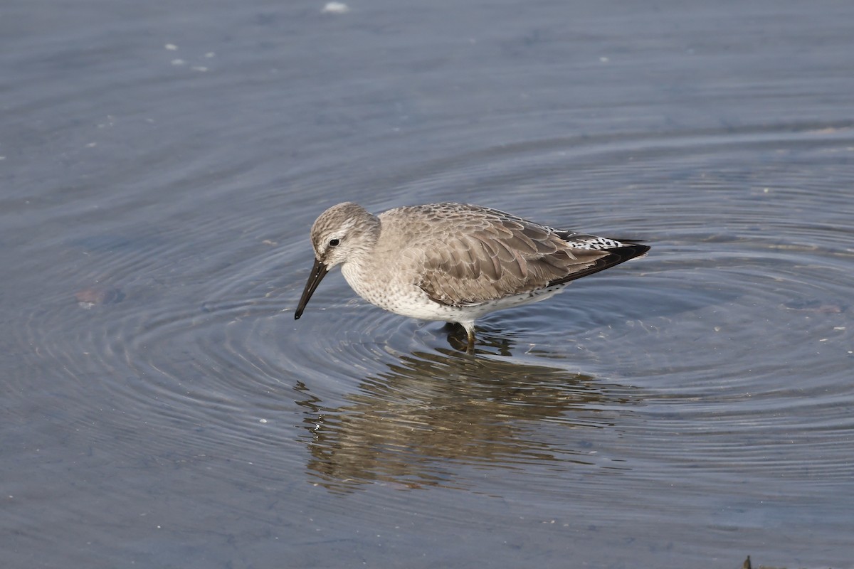 Büyük Kumkuşu - ML646928714