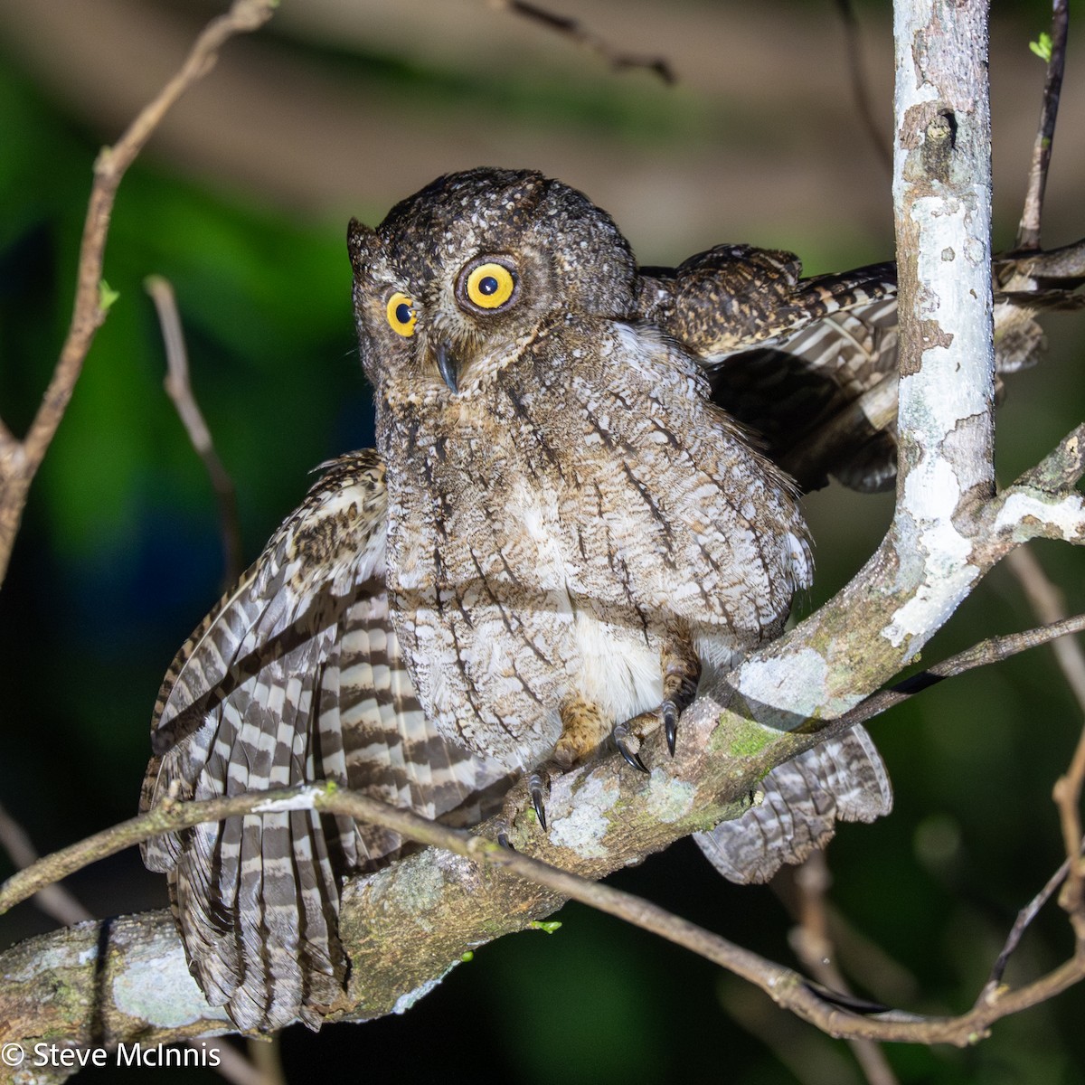 Moluccan Scops-Owl (Moluccan) - ML646928715