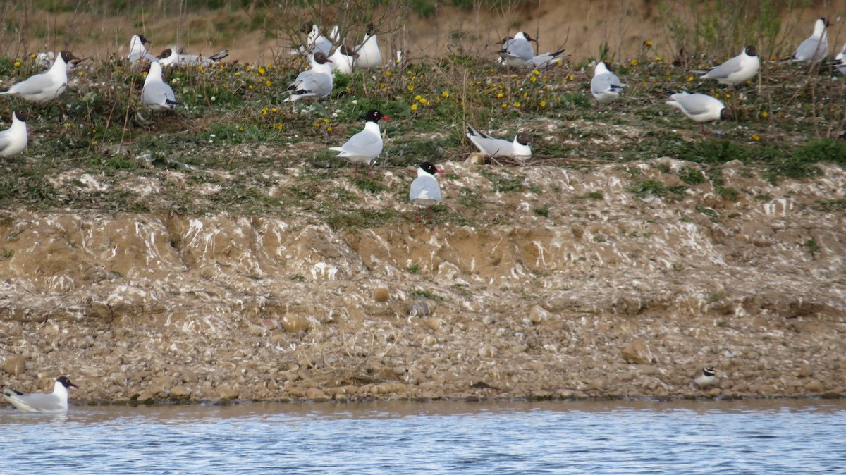 Mediterranean Gull - ML646928720