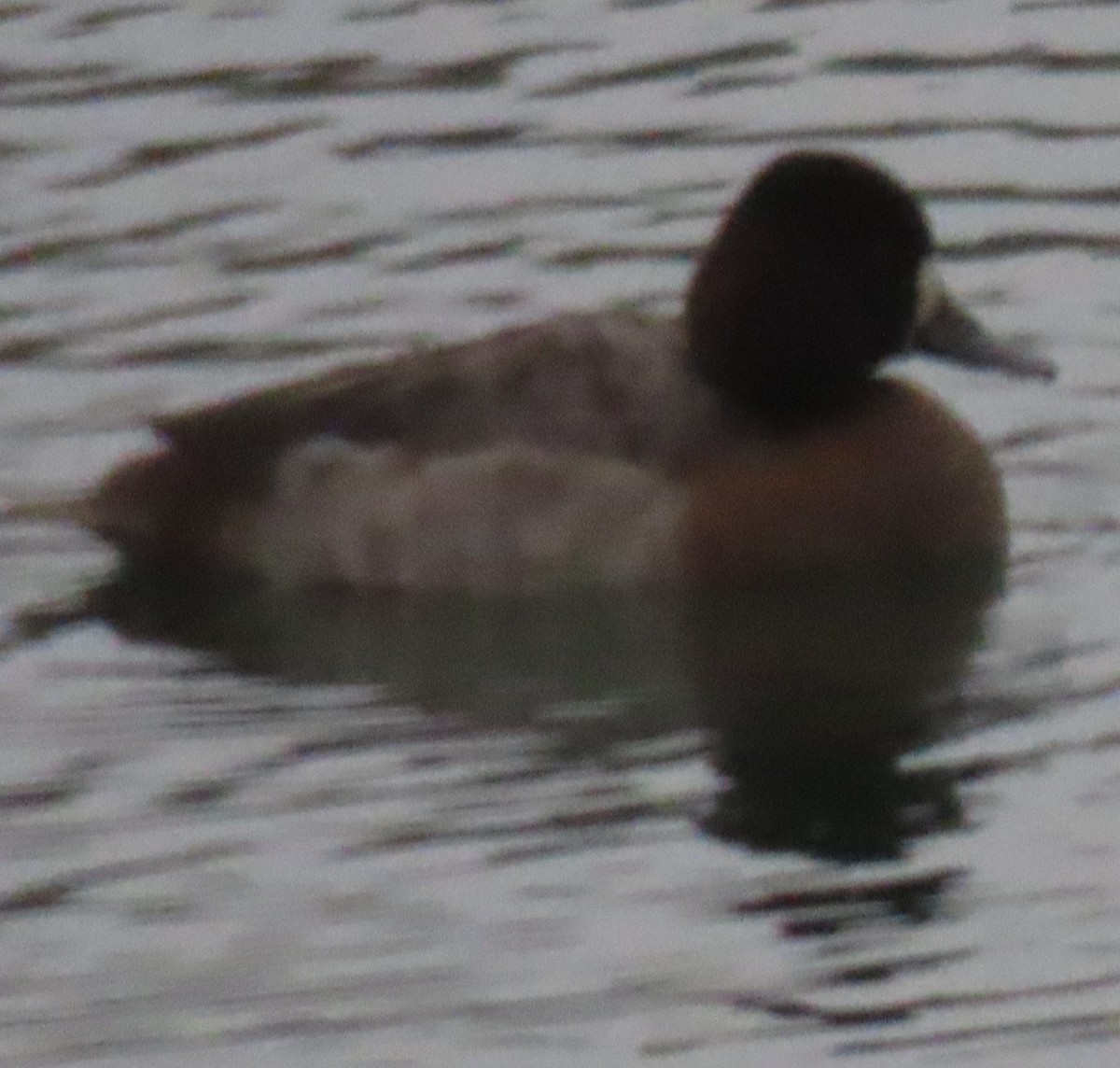 小斑背潛鴨 - ML646928723