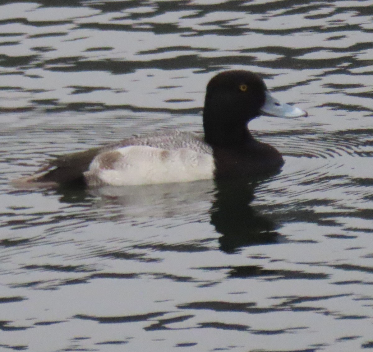 小斑背潛鴨 - ML646928724