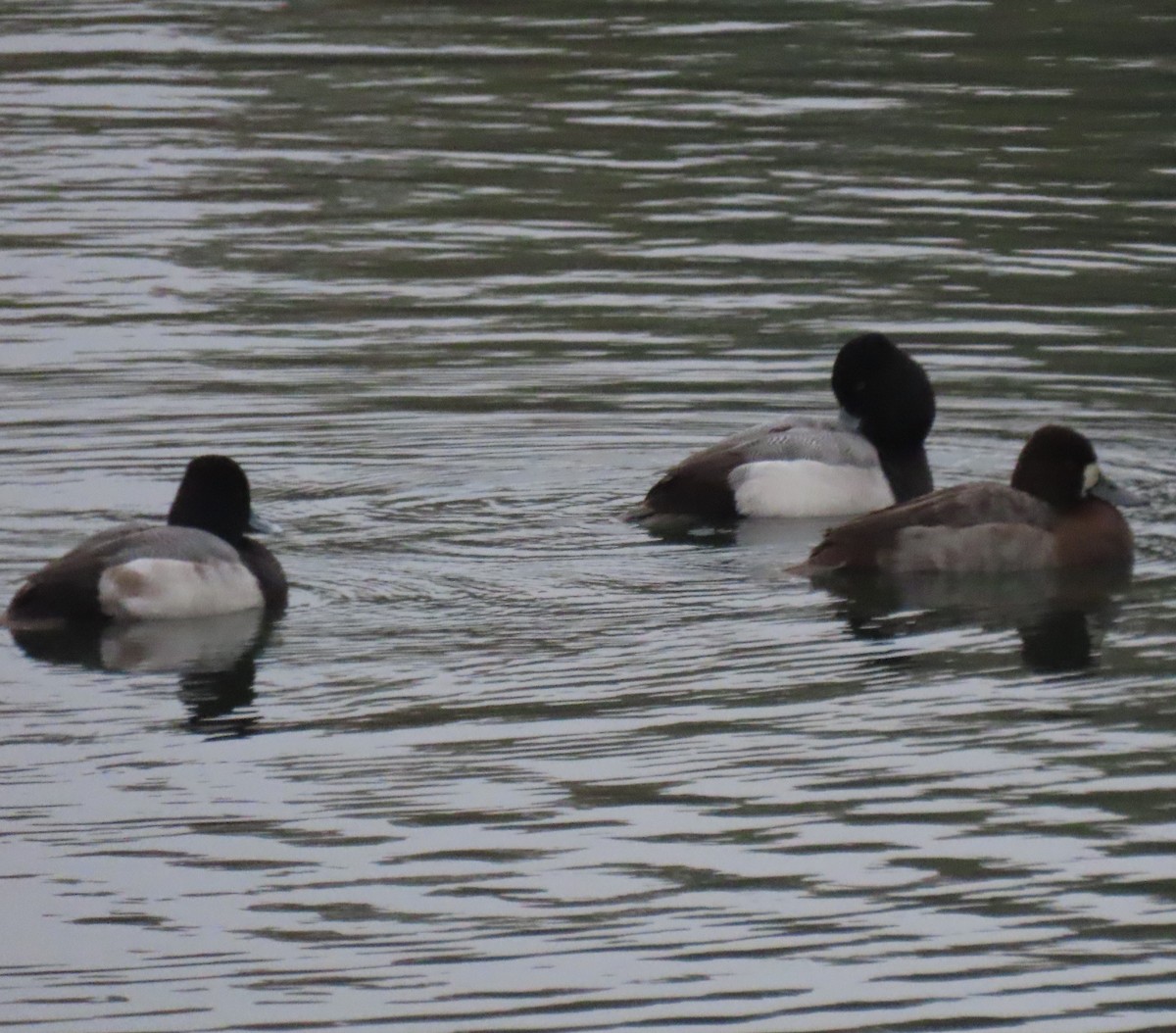 小斑背潛鴨 - ML646928725