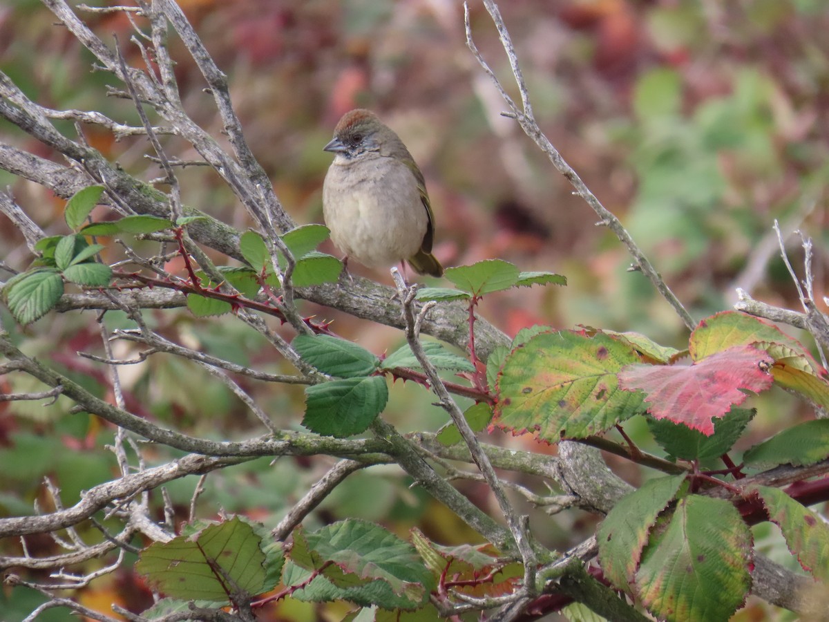ミドリトウヒチョウ - ML646928728