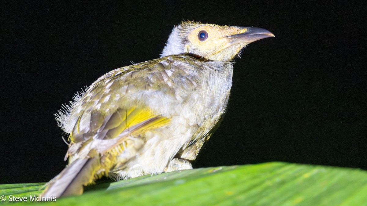 Seram Friarbird - ML646928730