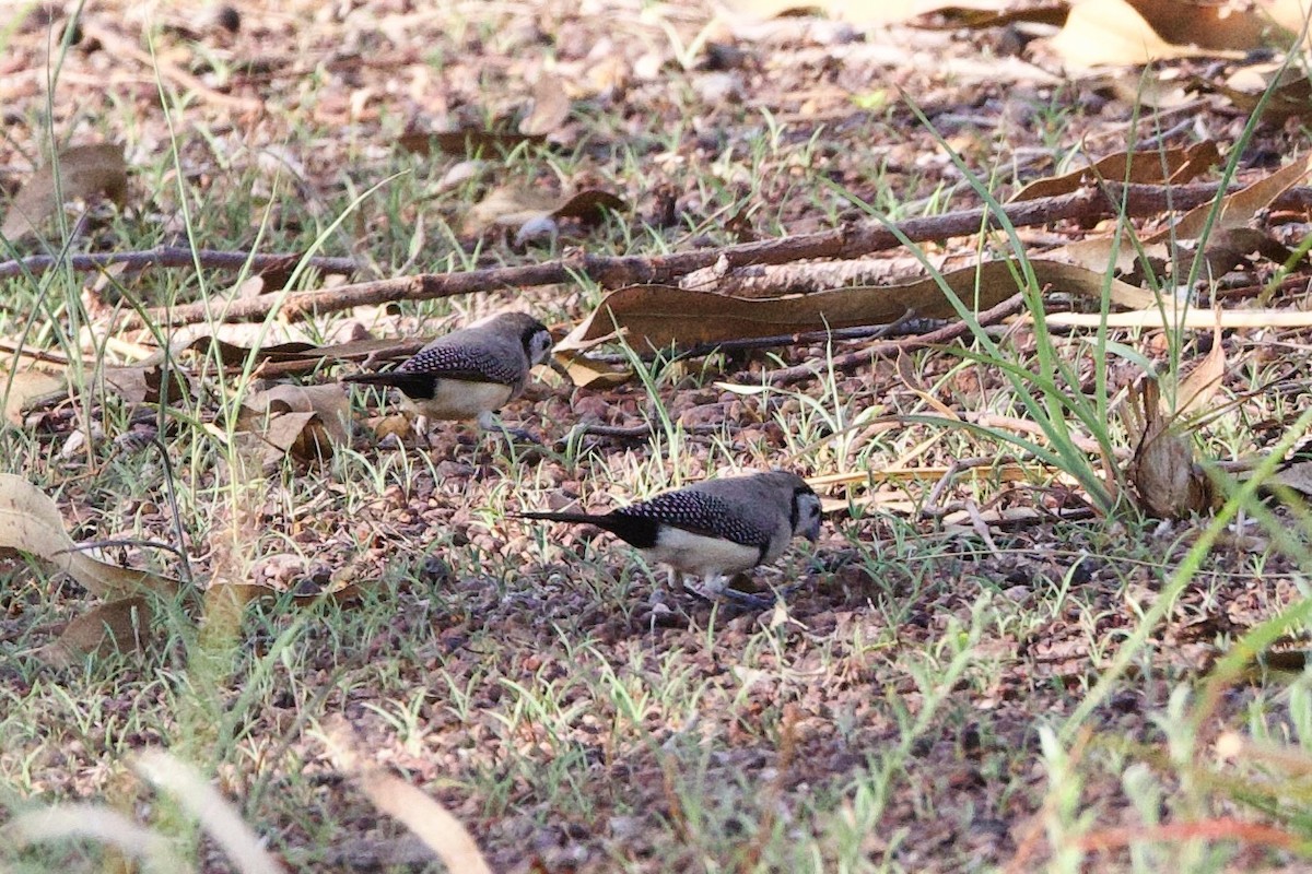 Diamante de Bicheno - ML646928741