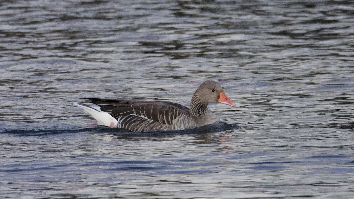 Graylag Goose - ML646928750